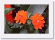 Xandari - 50 * Xandari landscaping * Xandari landscaping
